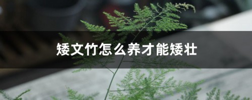 矮文竹怎么养才能矮壮