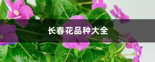 长春花品种大全