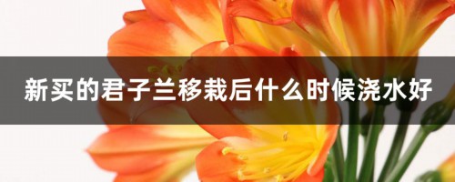 新买的君子兰移栽后什么时候浇水好