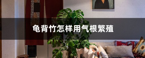 龟背竹怎样用气根繁殖