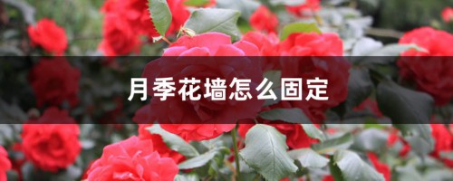 月季花墙怎么固定