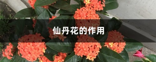 仙丹花的作用