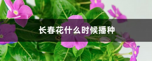 长春花什么时候播种，怎样爆盆