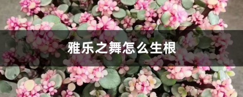 雅乐之舞怎么生根