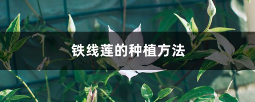 铁线莲的种植方法