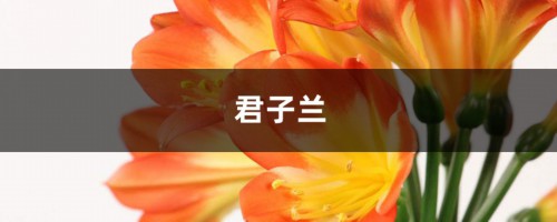 她家的君子兰，轻轻切一下，1盆变10盆！