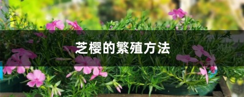 芝樱的繁殖方法