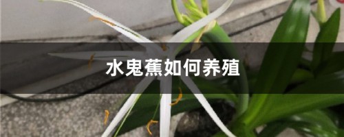 水鬼蕉如何养殖