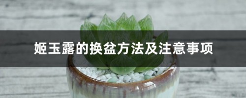 姬玉露的换盆方法及注意事项